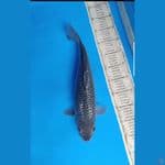 soragoi ginrin 43cm punuk