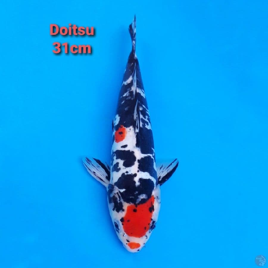 Showa Doitsu 31cm
