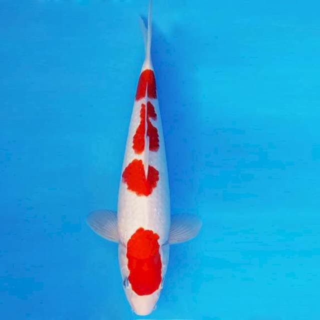 FURY 6 ~ KOHAKU ™
