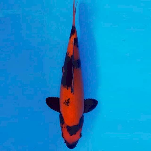 FURY 7 ~ HI UTSURI ™