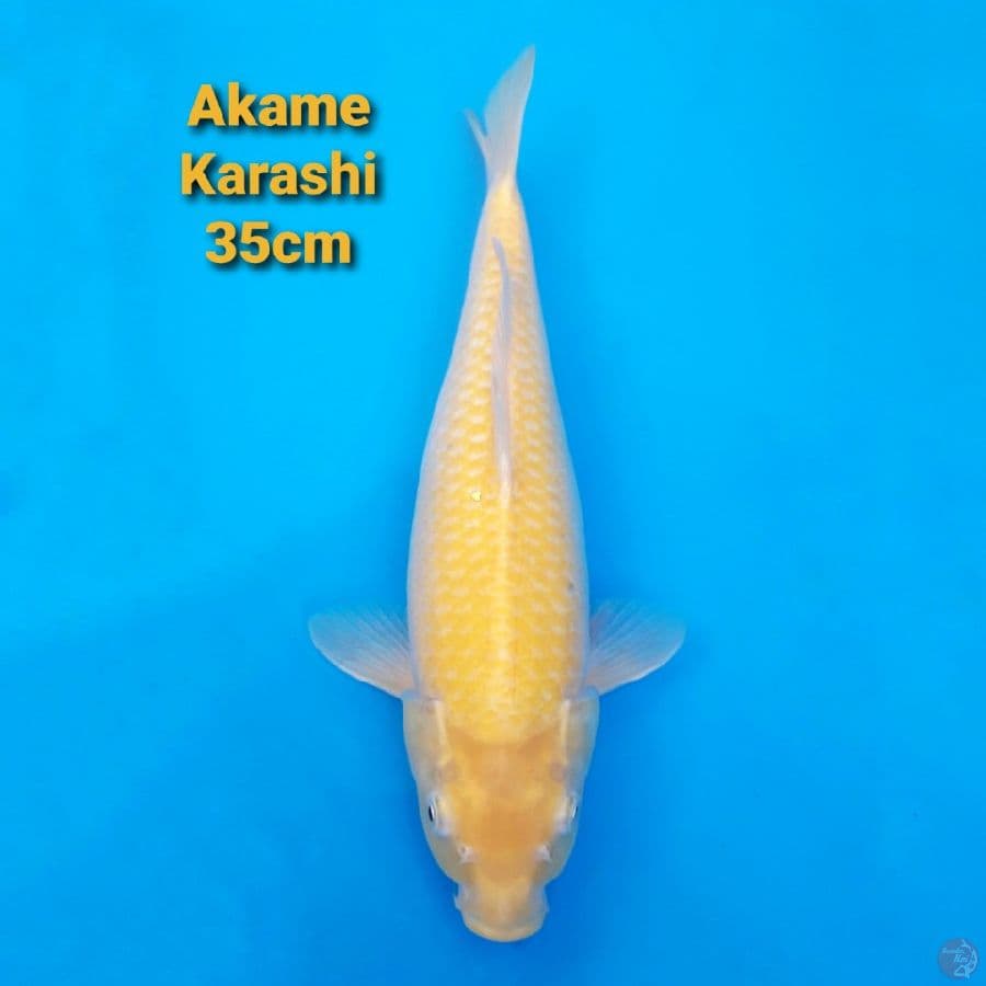 Akame karashi 35cm JUMBO TOSAI
