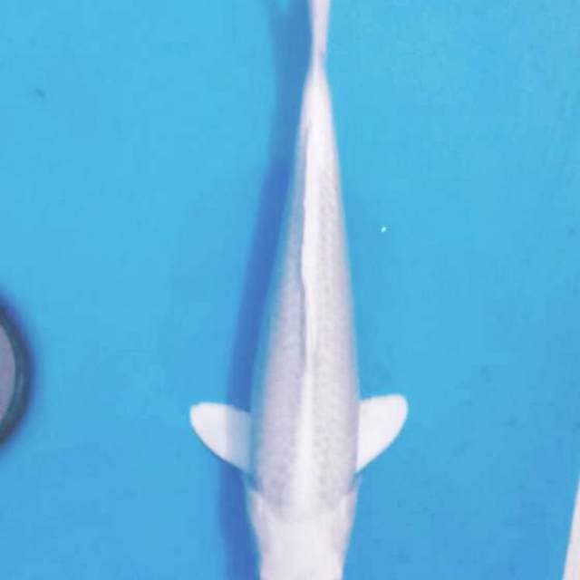Putih salju 30cm