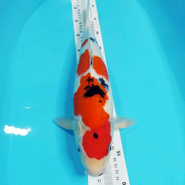 SANKE BULKY 43CM MALE ⭐⭐⭐⭐