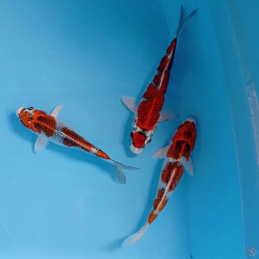 paket kujaku, 18-22 cm