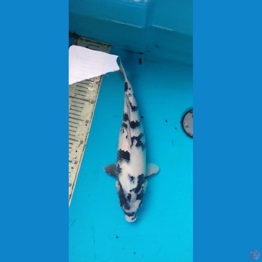 shiro 