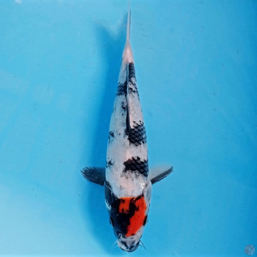 tancho showa, 24 cm
