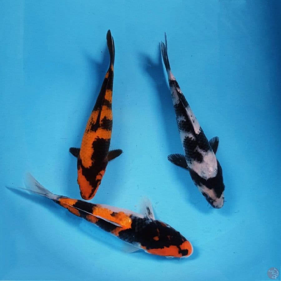 paket mix, 20-22 cm