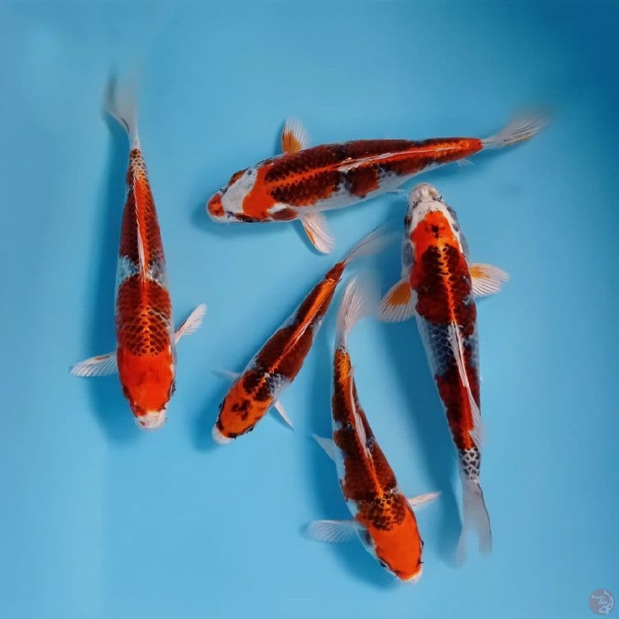 paket kujaku, 17-21 cm
