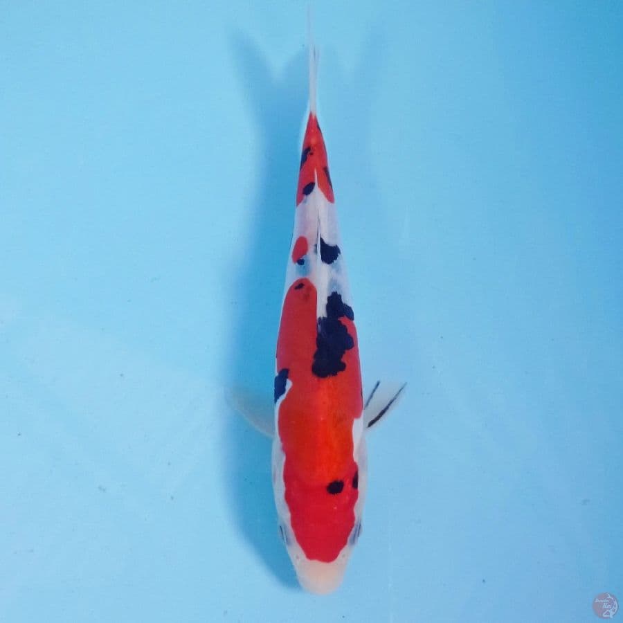 sanke doitsu, 17 cm