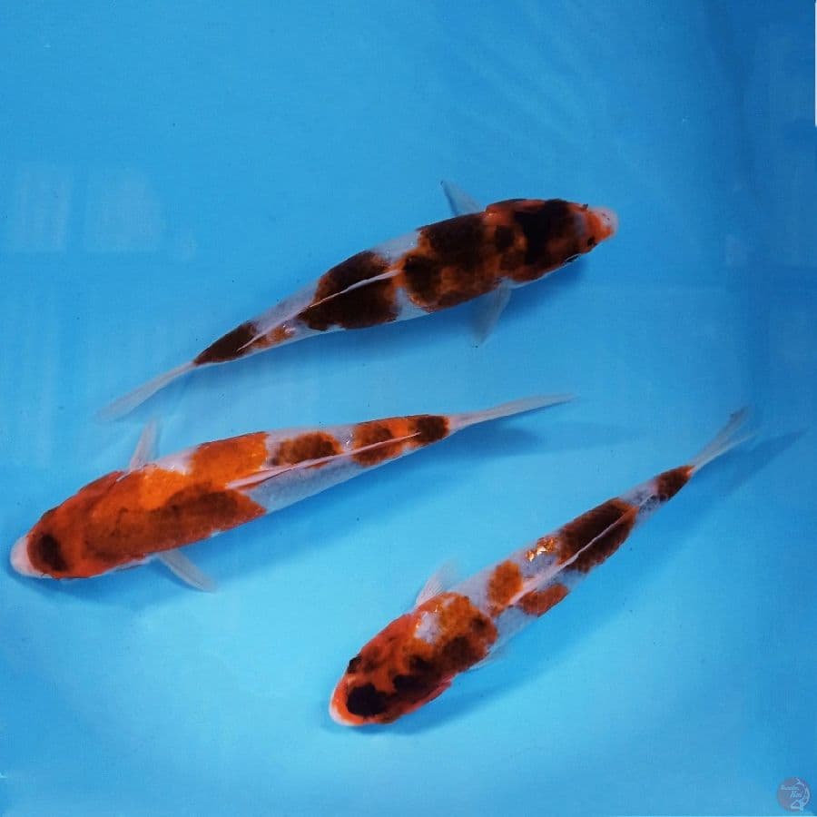 paket goromo, 21-23 cm