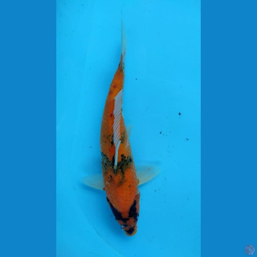 SHOWA30CM