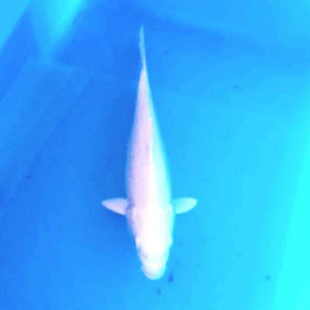 Putih salju 25cm
