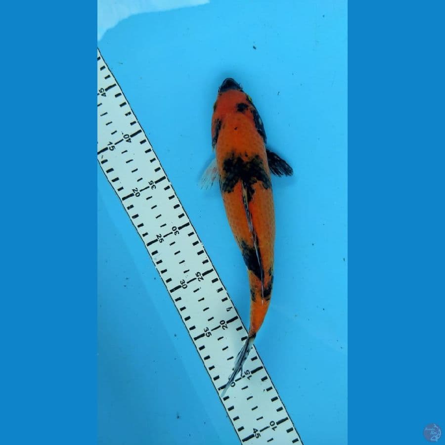 SHOWA27CM