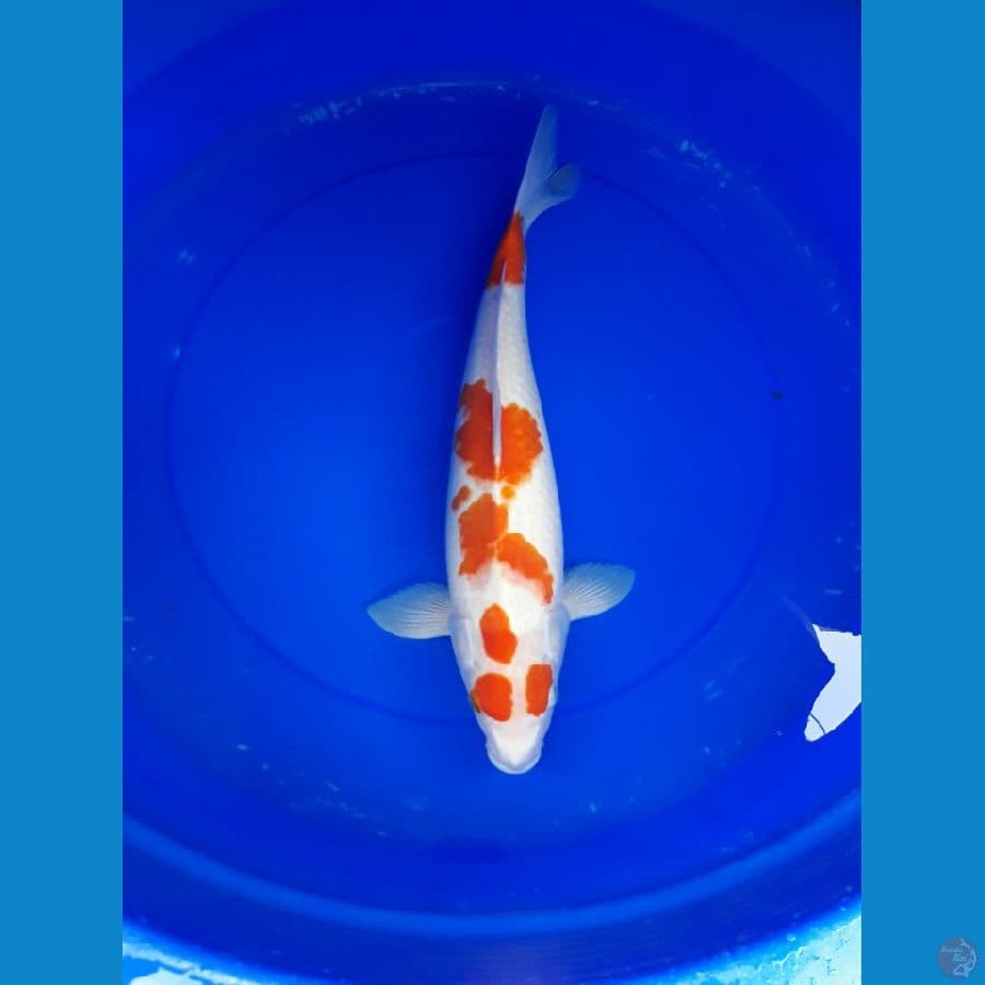 kohaku 42 cm
