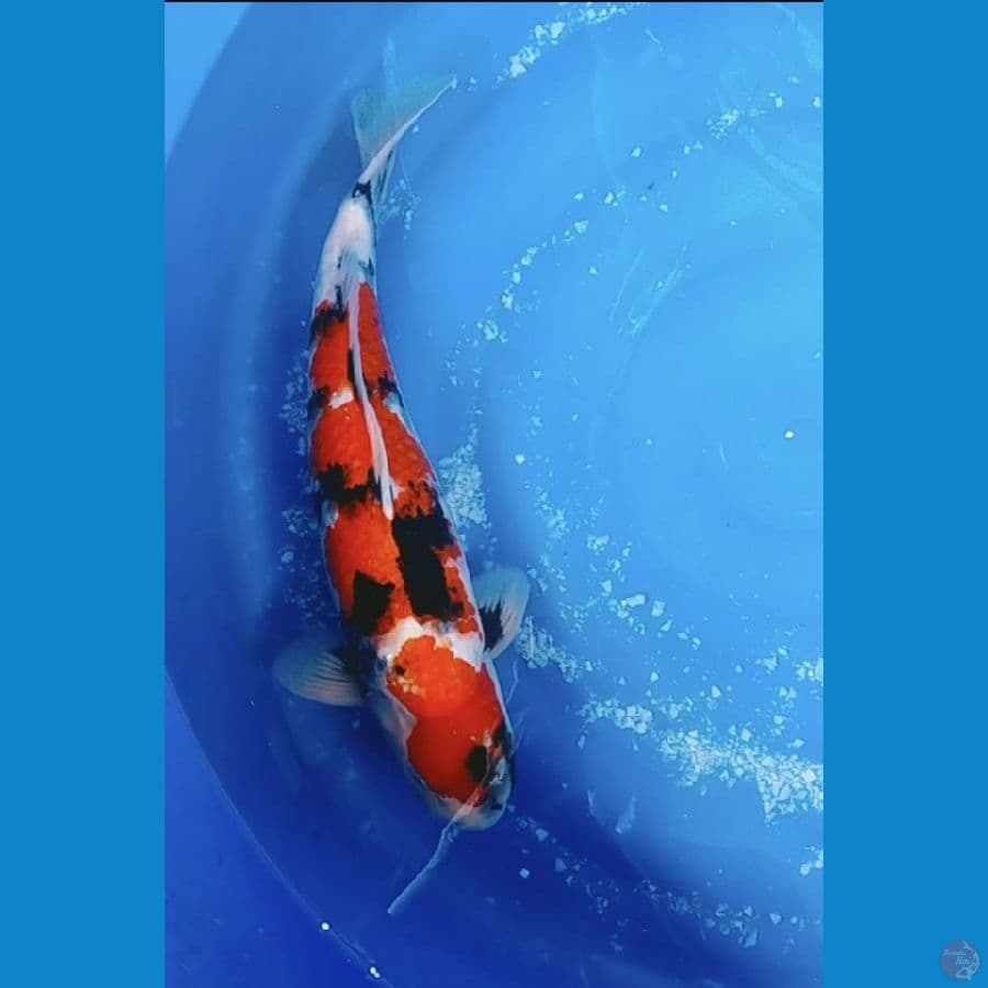 showa sansoku calon jumbo ±50cm