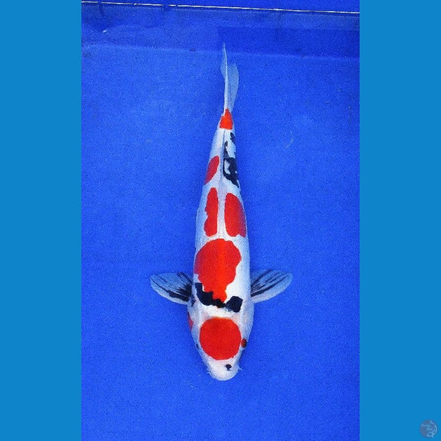 showa doitsu ±38cm hq
