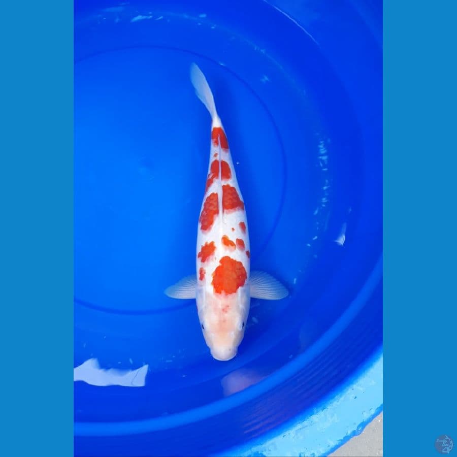 kohaku 40 cm