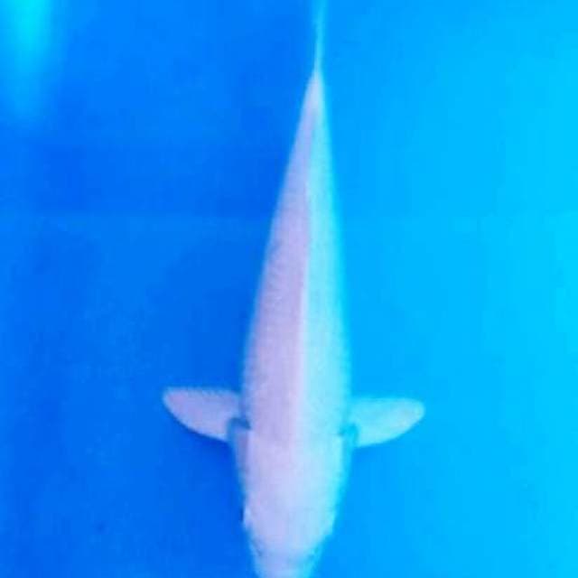 Putih salju 26cm