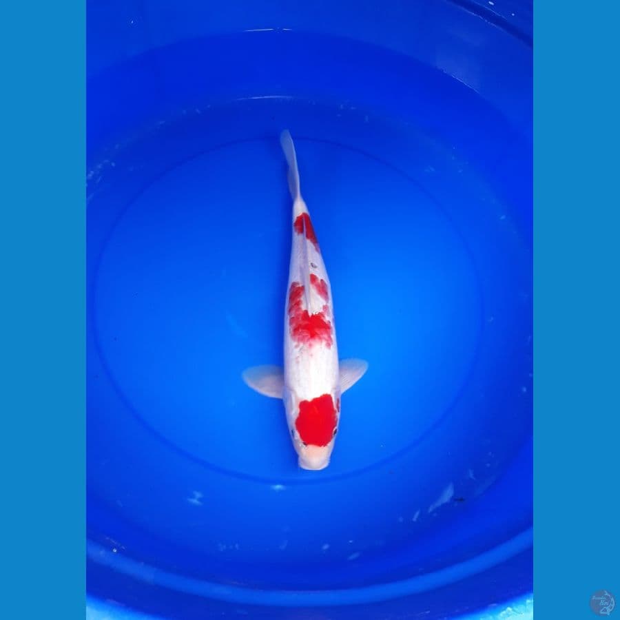 kohaku 36 cm