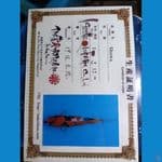 showa sanshoku import isa 38cm