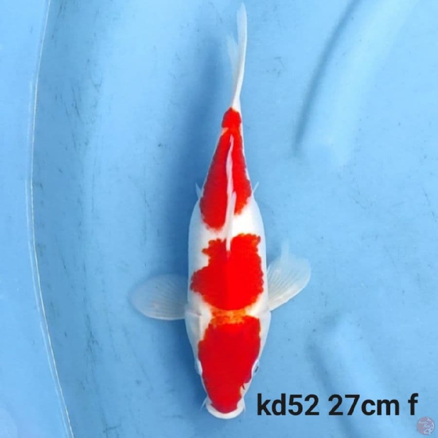 kohaku short body 27cm