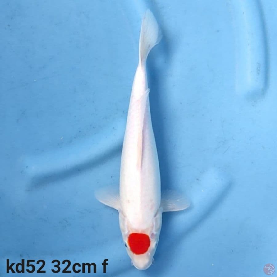 Tancho kohaku 32cm