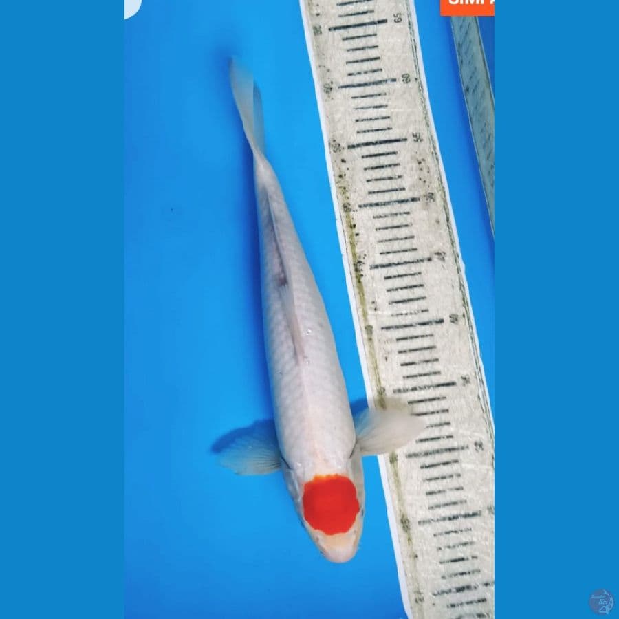 Tancho 36cm jantan
