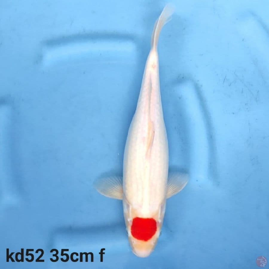 Tancho kohaku 35cm