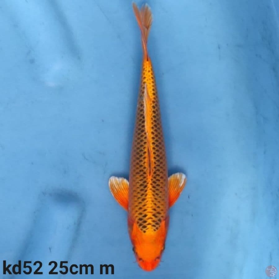 aka matsuba 25cm