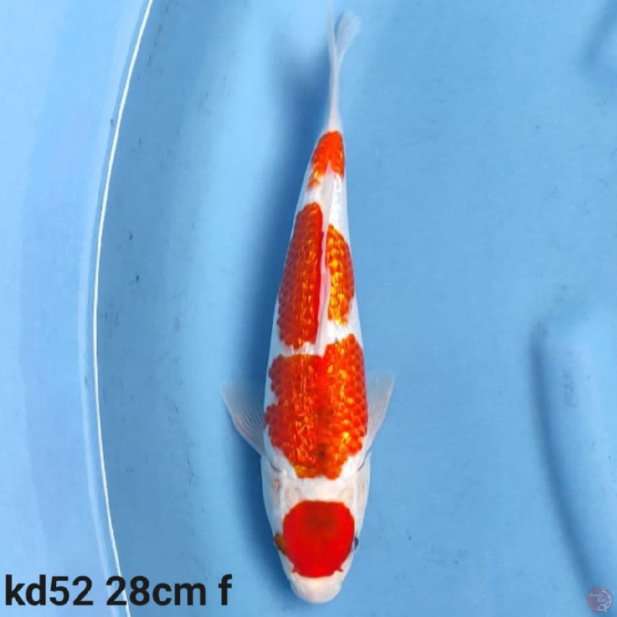Maruten goshiki ginrin 28cm