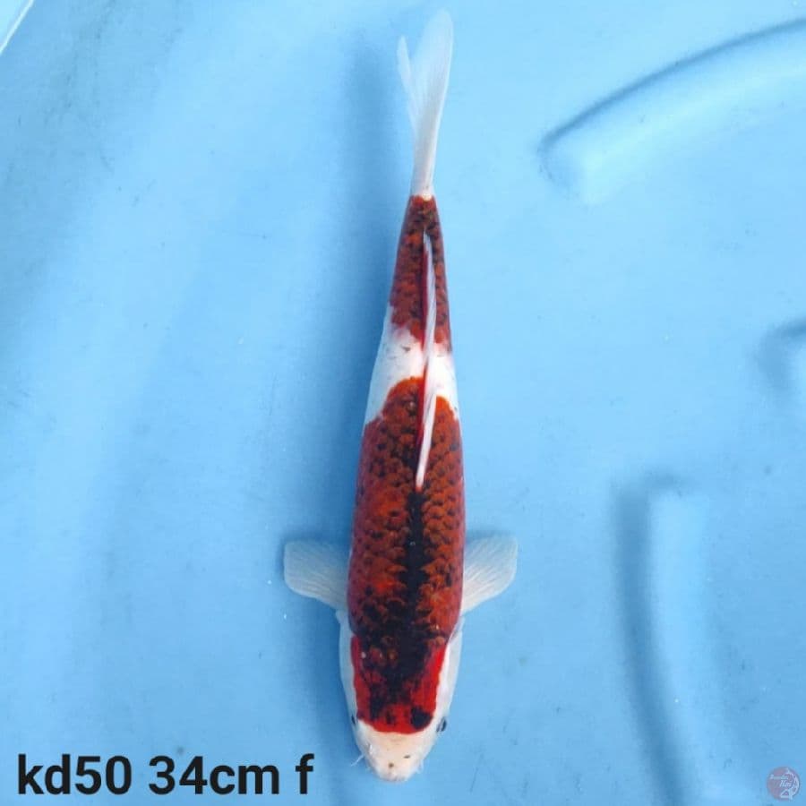 goromo 34cm