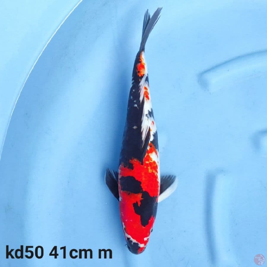 showa sanshoku 41cm