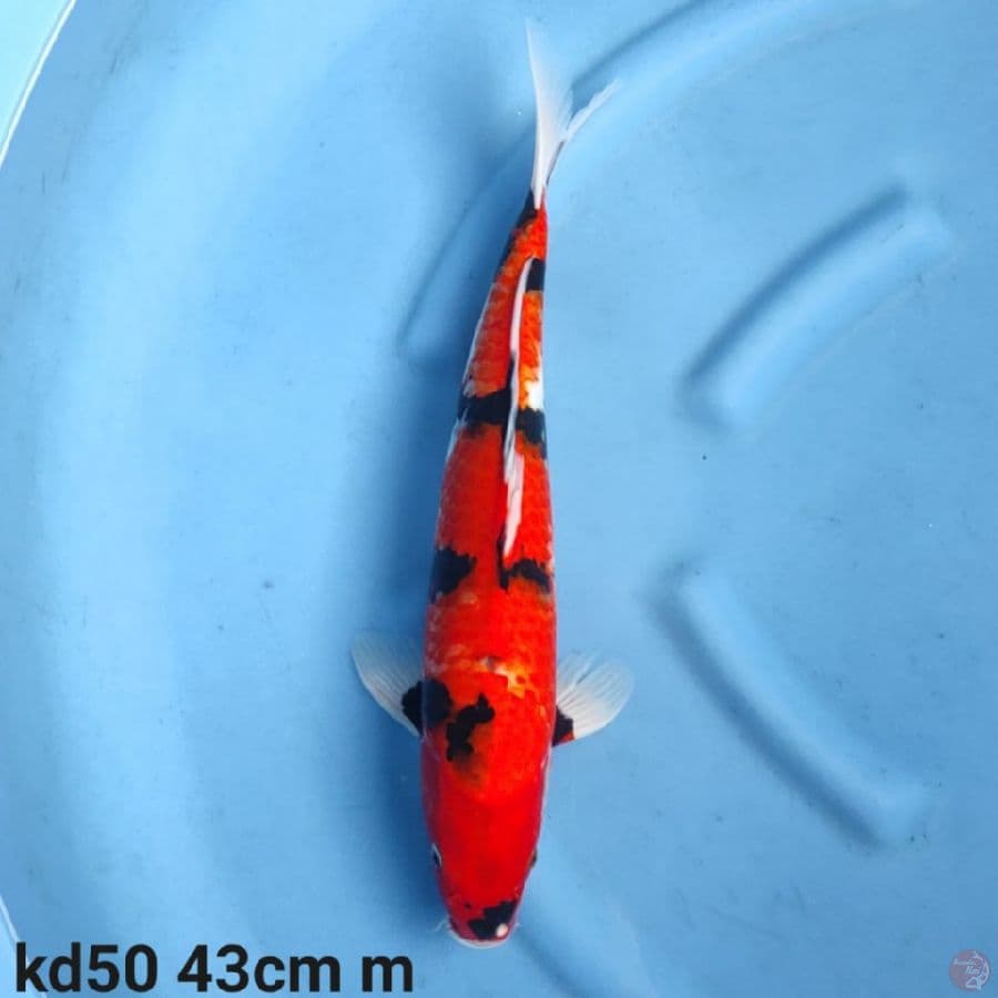 hi showa pola bagus 43cm
