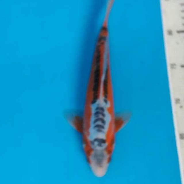 Hana shusui