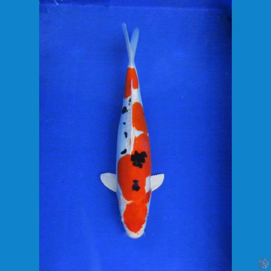 YAMATO NISHIKI GOI ±38CM 