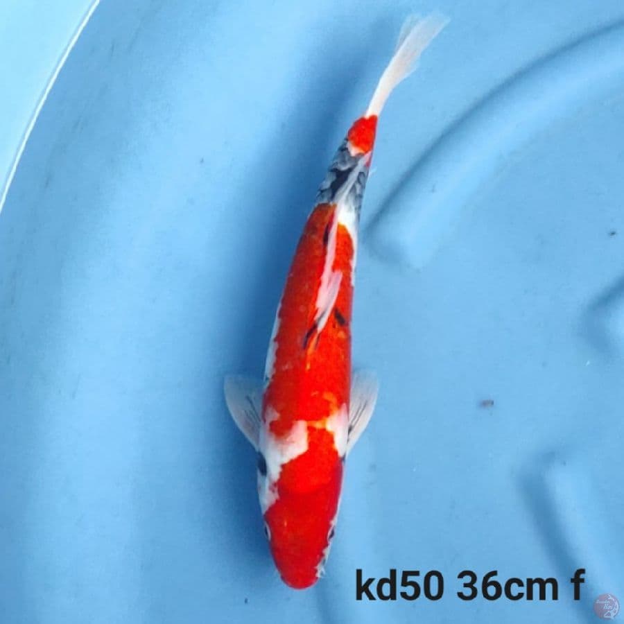 showa 3step 36cm
