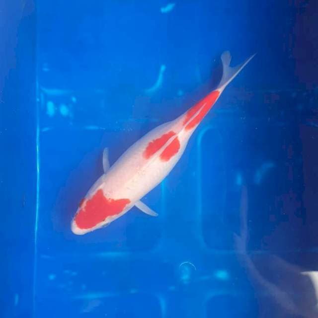 Kohaku 3 step