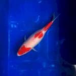 Kohaku 3 step
