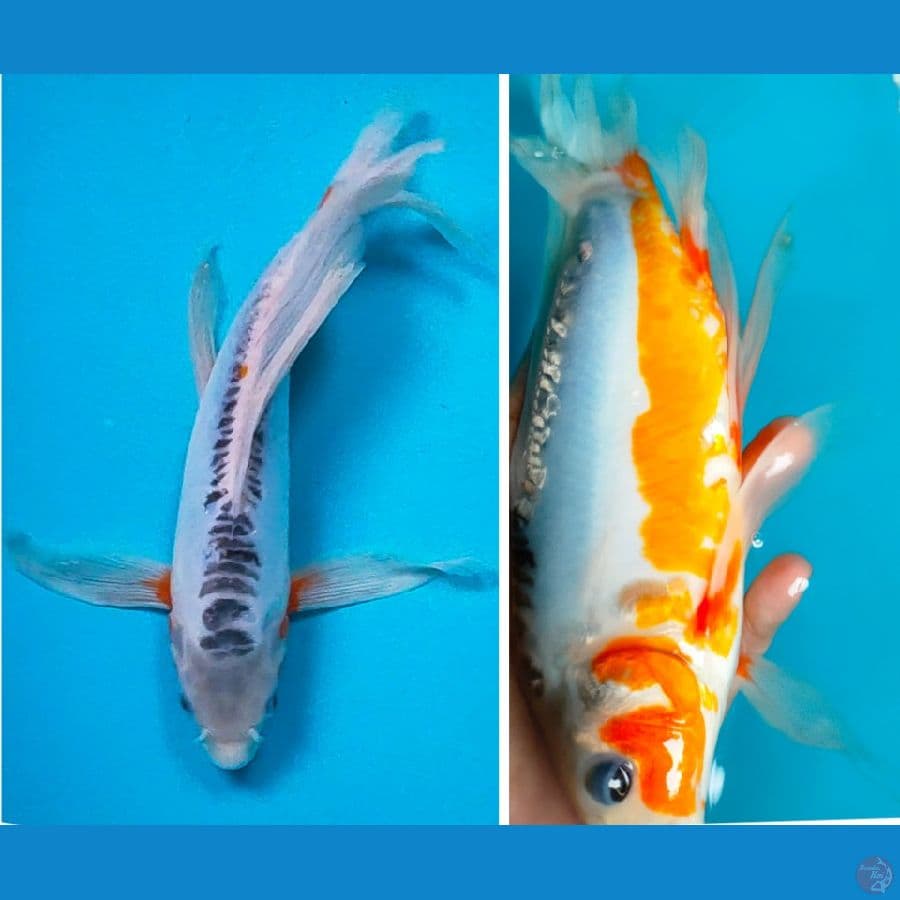 kumpay hana shusui 22cm