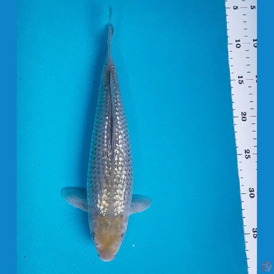 soragoi ginrin 30cm male