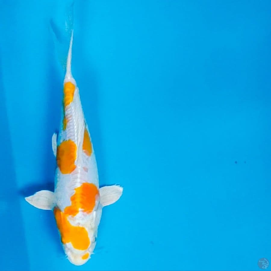 hariwake doit 25cm male