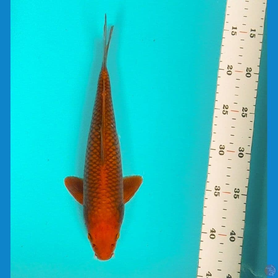 chagoi 27cm male