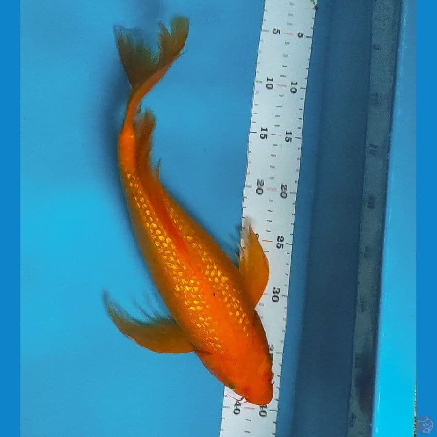 kumpay red karashi ginrin 38cm
