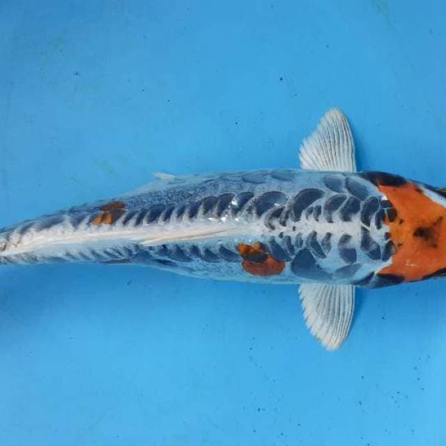 Tancho Maruten Kiko