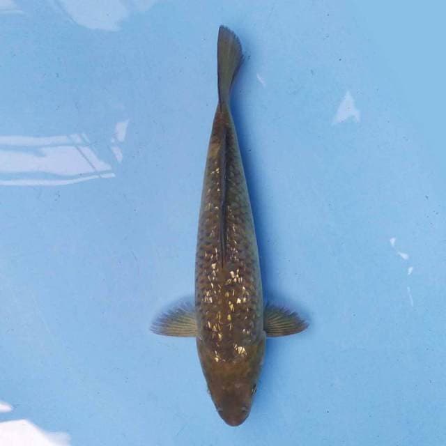 Chagoi Ginrin 26 cm