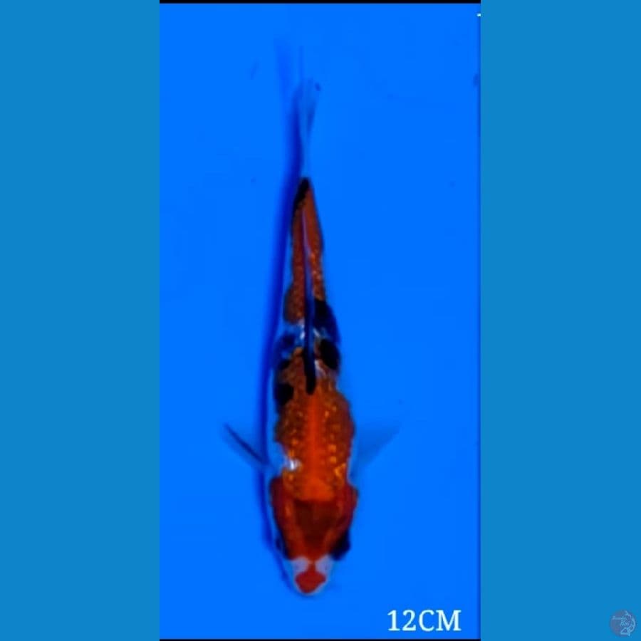 SHOWA GINDRIN SQ 12 Cm