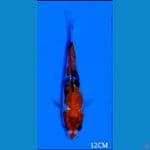 SHOWA GINDRIN SQ 12 Cm