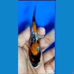 SHOWA GINDRIN SQ 12 Cm