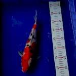 Sanke 30cm