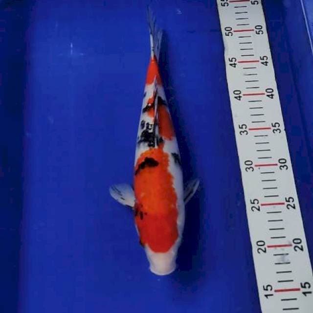 Sanke 35cm